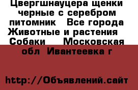 Цвергшнауцера щенки черные с серебром питомник - Все города Животные и растения » Собаки   . Московская обл.,Ивантеевка г.